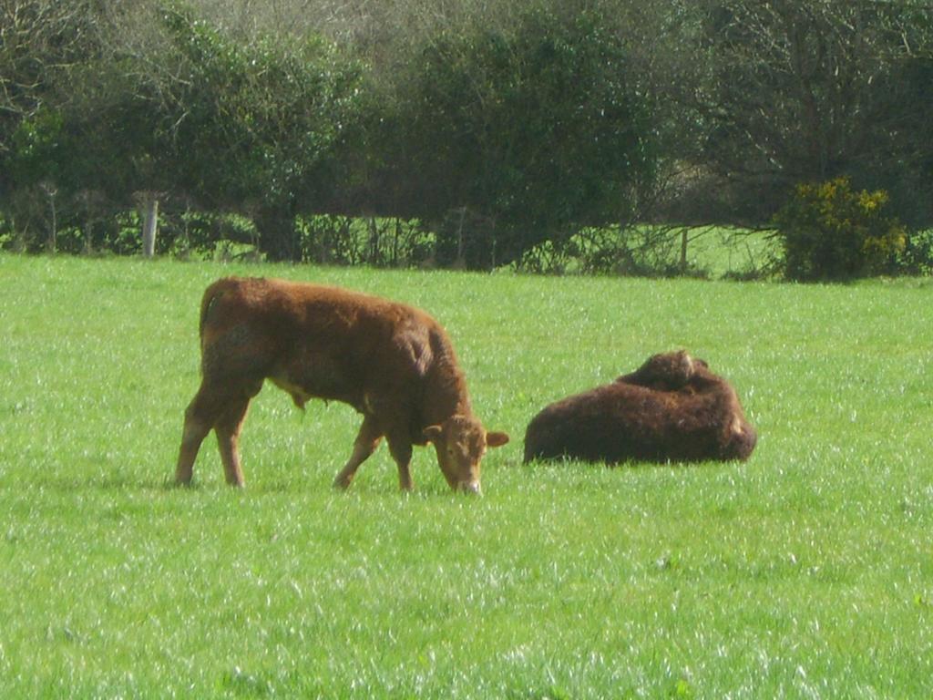 The Glen Farmhouse Glenflesk Esterno foto